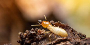 termite control