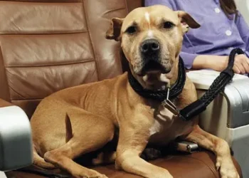 Flying with an Emotional Support Animal