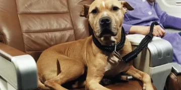 Flying with an Emotional Support Animal