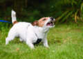 Can a Trespasser Sue You After a Dog Bite in Georgia