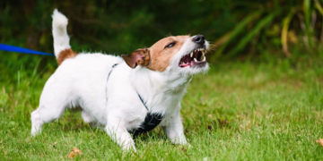 Can a Trespasser Sue You After a Dog Bite in Georgia