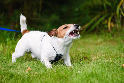 Can a Trespasser Sue You After a Dog Bite in Georgia