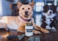 DIY Dog Shampoo: What’s Safe, What’s Not, and When to Buy Instead