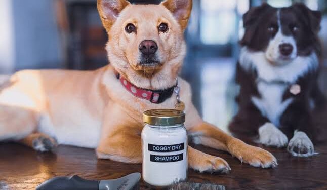 DIY Dog Shampoo: What’s Safe, What’s Not, and When to Buy Instead