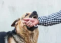 Dog Bite Laws in Texas: