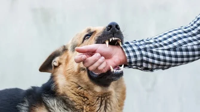 Dog Bite Laws in Texas: