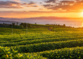 The Story Behind Japan’s Most Famous Tea Varieties