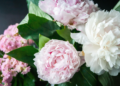 Quick Guide to Choosing Flowers for Gifting
