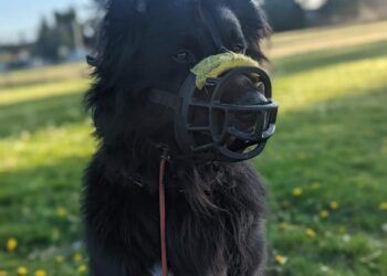 The Benefits of Balanced Dog Training Programs