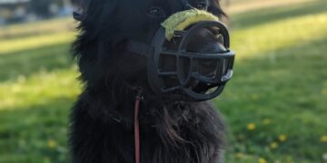 The Benefits of Balanced Dog Training Programs