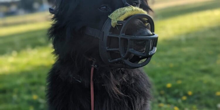 The Benefits of Balanced Dog Training Programs