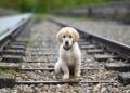 5 Reasons to Consider Traveling With Your Pet