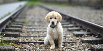 5 Reasons to Consider Traveling With Your Pet