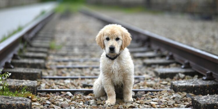 5 Reasons to Consider Traveling With Your Pet